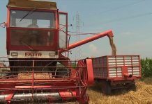 Srbija će uvesti oko trideset hiljada tona visokokvalitetne pšenice