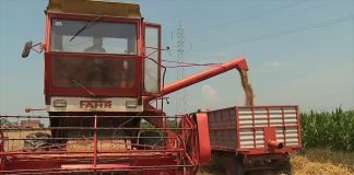 Srbija će uvesti oko trideset hiljada tona visokokvalitetne pšenice