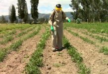 Nema opasnosti od upotrebe glifosata