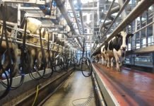 Konkurs za dodelu podsticajnih sredstava za poboljšanje stočarske proizvodnje