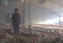 Domaće tržište dobro je snabdeveno svežim pilećim mesom