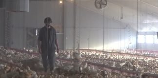 Domaće tržište dobro je snabdeveno svežim pilećim mesom