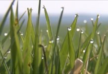 Stanje pšenice i ozmih useva