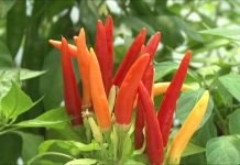 Donet pravilnik o izmenama pravilnika o korišćenju podsticaja za organsku biljnu proizvodnju