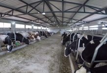 Javni poziv za naturalnu razmenu merkantilnog kukuruza za tovnu junad