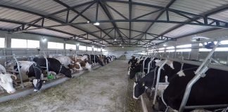 Javni poziv za naturalnu razmenu merkantilnog kukuruza za tovnu junad
