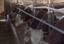 Ministarstvo poljoprivrede će objaviti Poziv za razmenu junadi za tov