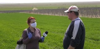 U aradačkom ataru, na parceli Jana Hrubika u toku je sadnja novog vinograda