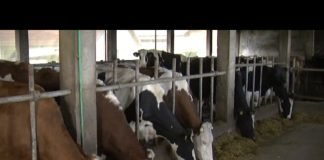 Veterinarske ambulante u Bijeljini dobiće 4. maja prskalice za dezinfekciju