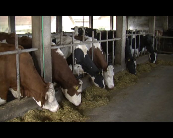 BIJELJINA VETERINARI