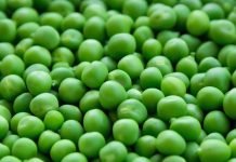 Prolećna setva graška