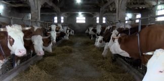 Povećana količina kukuruza za razmenu za tovnu junad