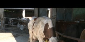 Koronavirus nije poremetio proizvodnju i otkup mleka u Bijeljini