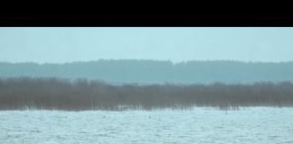 Nestašica šarana u Bijeljini
