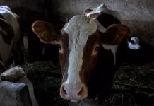 Poljoprivrednici nezadovoljni cenom junadi