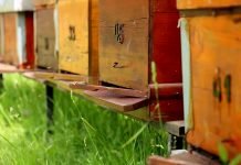 Pčelarima podsticaji po košnici do 31. maja