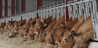 Završena razmena junadi za merkantilni kukuruz