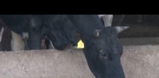 Edukativni skup veterinara u Bijeljini