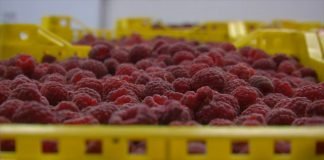 Malinari dogovorili cenu od 250 dinara po kilogramu