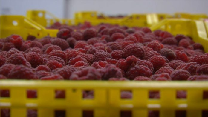 Maline