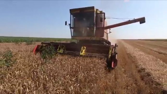 Psenica YT.mp4_snapshot_00.00.876