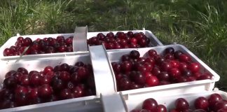 Voćari su nezadovoljni otkupnom cenom višanja