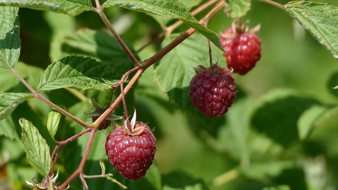 maline