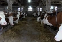 Stočari do 15. juna apliciraju za nabavku mašina i opreme