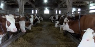 Stočari do 15. juna apliciraju za nabavku mašina i opreme