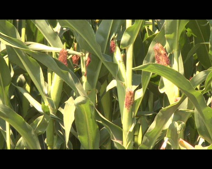 BIJELJINA FARMA DUBAJIC