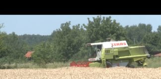 Ratari u Semberiji nezadovoljni otkupnom cenom žita