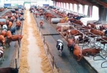 Najniža cena junadi u poslednjih pet godina