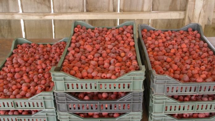 maline