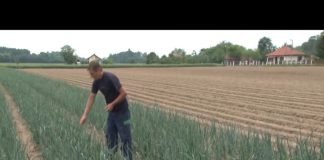 Sava Semberija – Interventni otkup povrća