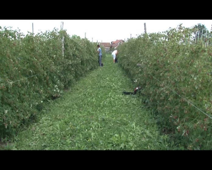 BIJELJINA OBUKA ZA VOCARE