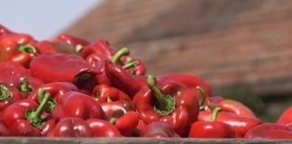 Slabi prinosi i niska otkupna cena paprika