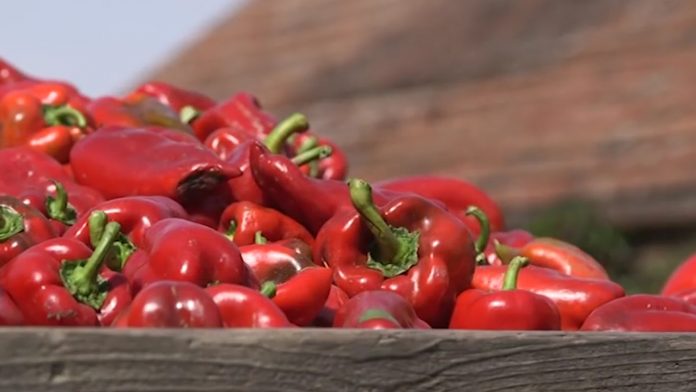 Paprika