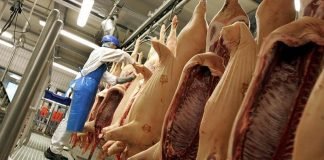 Srbija mora da podstakne domaće proizvođače svinjskog mesa