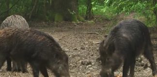 Afrička kuga svinja u Nemačkoj