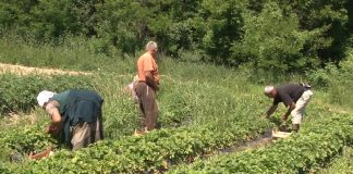 Gotovo polovina sezonaca u poljoprivredi je uvedena u legalne tokove