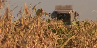 Odobrena upotreba GMO soje