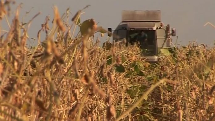 ODOBREN GMO soja