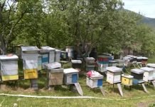 Redovna prijava brojčanog stanja pčelinjih zajednica