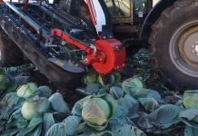 Berba i čuvanje kupusa