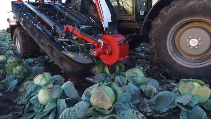 cabbage