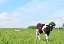 IPARD program za izgradnju i opremanje farmi