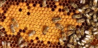 Otkupna cena meda 6,2 evra