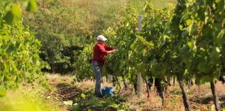 Upis u Vinogradarski registar