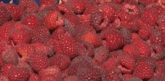 Rast cene maline