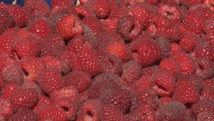 maline na bozic